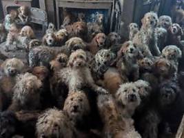 ist kein ki-foto, sondern echt: tierschützer retten 250 hunde aus horror-haus