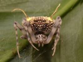 Zwischen Faszination und Horror: Neue Amazonas-Spinne ahmt Zombie-Pilz nach