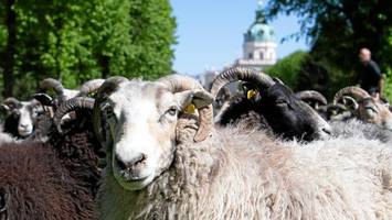 ein stück brandenburg in berlin: hier kommt man kühen, schafen und co. ganz nah