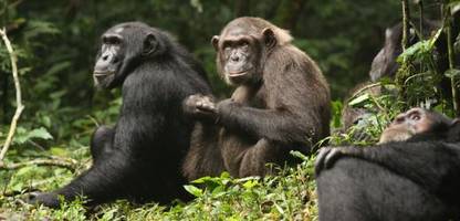 bürgerkrieg unter schimpansen: forschende dokumentieren jahrelangen konflikt in uganda
