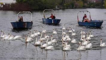alsterschwäne haben stubenarrest – aus sorge um ihre gesundheit