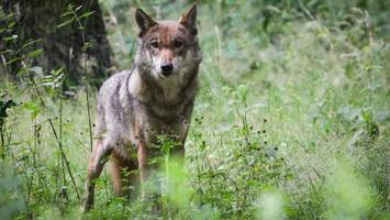 Hamburger Wolf in Fischbeker Heide: Reaktionen von Jubel bis Unverständnis