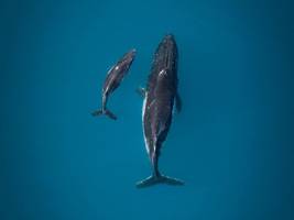 aus der sz für kinder: die gärtner der ozeane