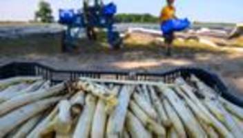 Agrar: Sachsen-Anhalt erntet weniger Spargel - Flächen halbiert