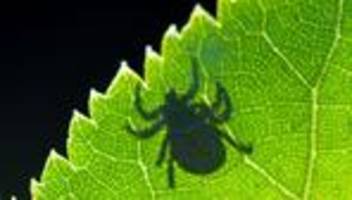 Borreliose und FSME: Zeckensaison beginnt - FSME-Impfquote bleibt niedrig