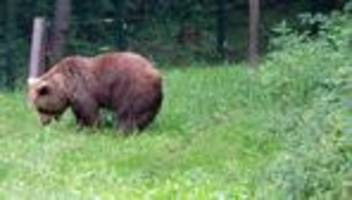 bärenwald müritz: braunbärin ida von leiden erlöst