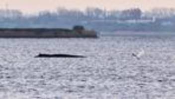 Gestrandeter Wal in der Ostsee: Bürgermeisterin der Gemeinde Poel kritisiert Anfeindungen