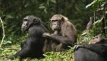 Gewalt-Eskalation dokumentiert: Schimpansen-Bürgerkrieg: Wie Nachbarn zu Feinden werden