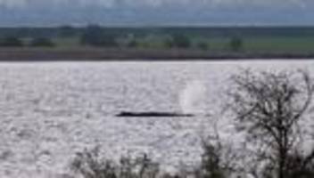 Wal in der Ostsee vor Poel: Ministerium bekräftigt: Keine Rettungsversuche mehr für Wal