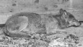 Wolfsangriff in Hamburg: Warum den Hamburger Wolf nun ein hartes Leben erwartet