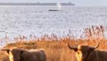 Buckelwal vor Wismar: Morddrohungen gegen Behördenmitarbeiter wegen Umgang mit Wal