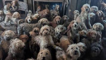 tierschützer retten 250 pudel aus einem haus – bilder erschrecken