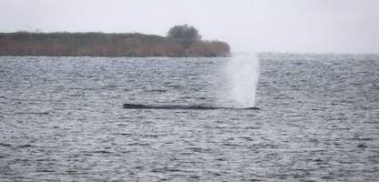 Wal – Ostsee: Ministerium bekräftigt Ende von Rettungsversuchen