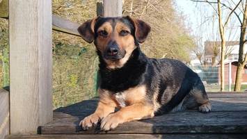 Ausgesetzt: Herrenlos gefundene Junghündin Winnie sucht ein neues  Zuhause