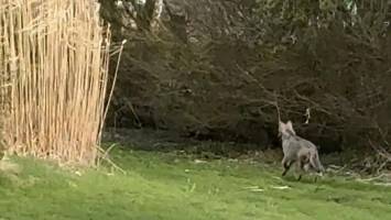 cdu: wolfsauswilderung gefährdet menschen in hamburg und schleswig-holstein