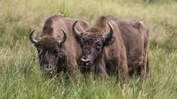 europas größtes wildtier ist zurück: fast ausgerottet, hilft es nun der natur