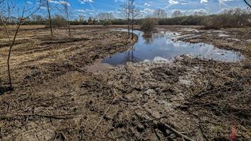 kahlschlag vor der brutzeit: naturschutzgebiet sieht aus wie ein schlachtfeld