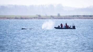 ostsee-wal reagiert nicht auf boote – „zeichen für sterbeprozess“