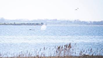 wenn der wal vor poel stirbt: spezialfirma macht ihn zu biodiesel