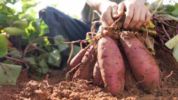 Aart hat Süßkartoffeln im Wert von 18.000 Euro angebaut, er wird die 38 Tonnen Ernte nicht regulär los