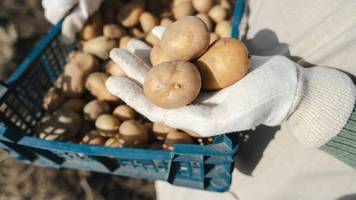 Die Bürgermeisterin von Herstappe sitzt nun auf 2,5 Millionen Kilo Kartoffeln, die niemand haben will