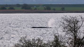 ostsee-walrettung von der wismarbucht im live-ticker