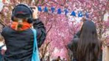 ausflugsziel: flohmarkt und streetfood - bonn feiert die kirschblüte