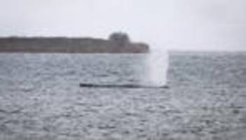 Ostseeküste: Gestrandeter Buckelwal: Begleitung des Tieres läuft weiter