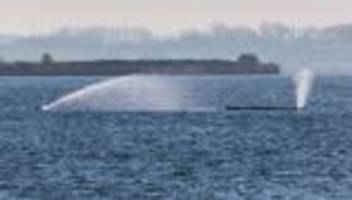 Ostseeküste: Ministerium: Vom Buckelwal geht keine Gefahr für Umwelt aus