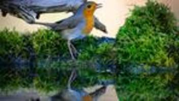 Studie: Naturklänge aus heimischen Wäldern wirken besonders erholsam