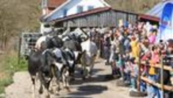 Tierischer Brauch: Weidesaison startet: Kühe kehren auf die Wiesen zurück