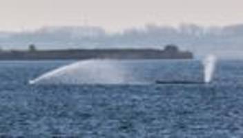 Wal vor Poel: Vom Buckelwal geht keine Gefahr für die Umwelt aus