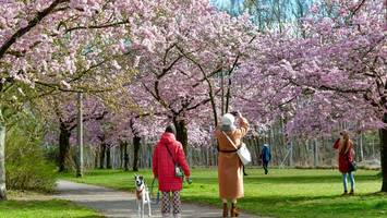 Hanami in der Hauptstadt – Kirschen kieken in Berlin