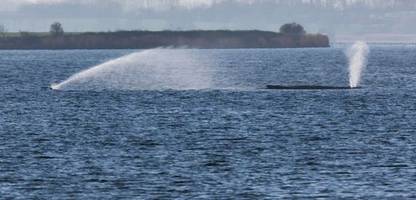 buckelwal in der ostsee: das letzte geleit?