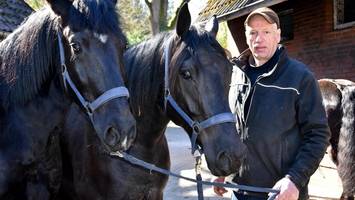 Heide-Bauer kauft zwei Pferde auf Ebay – und findet sein Glück