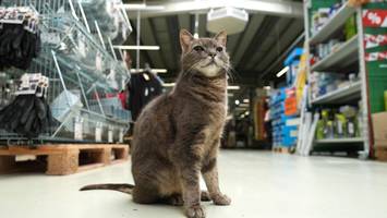 katze lotti wohnt im baumarkt – und reagiert auf „feierabend!“