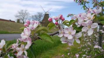 altländer blütenfest 2026: das hat es so noch nie gegeben