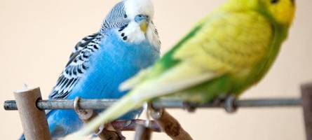 ungewöhnlicher einsatz der feuerwehr: wellensittich fliegt durch plärrer bierzelt