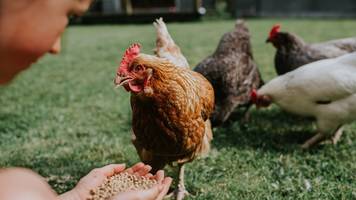 Hühner im Wohngebiet: Drei Punkte sind wichtig