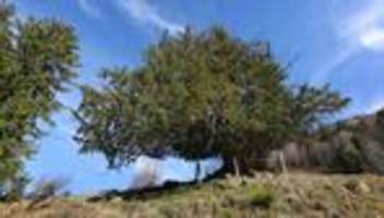 Bäume: 1.100 Jahre alt – Ureibe im Allgäu wird Nationalerbe-Baum