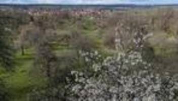 Naturschutz: Hilfe für alte Bäume – Streuobstwiesen sollen bleiben