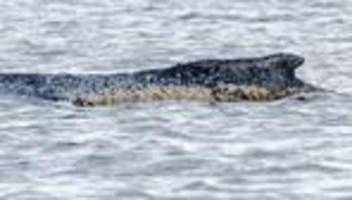 Ostseeküste: Frau in Wal-Nähe aus Meer geholt - von Fähre gesprungen?