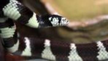 Tier auf Abwegen: Exotische Schlange ruft Polizei auf den Plan