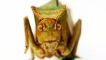 Tiere: Warzenbeißer & Co - was man über Heuschrecken wissen sollte