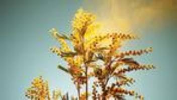 allergie oder erkältung?: und plötzlich waren die beschwerden weg