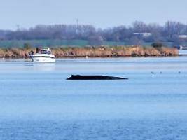 Aus der Schmoll-Ecke: Der Wolf, der Wal und das Walversprechen