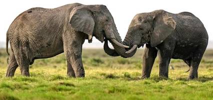 „Elefanten-Menü“ in der Steinzeit: Fossilienfund legt Schlachtung nahe