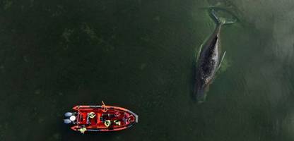 Buckelwal in der Ostsee: Ein Wal stirbt, ein Land schaut zu – und plötzlich wächst der Hass