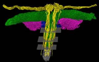 klitoris: 3d-aufnahme zeigt erstmals detailliertes nervengeflecht
