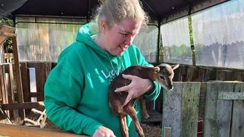 Aufnahmestopp in Hamburger Wildtierstation: Das Geld für Futter fehlt